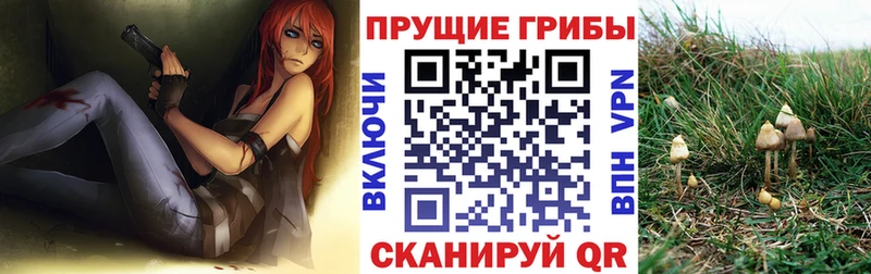 Галлюциногенные грибы Psilocybine cubensis  MEGA вход  Курчалой  где можно купить  